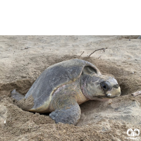 گونه لاکپشت زیتونی ریدلی Olive Ridley Turtle